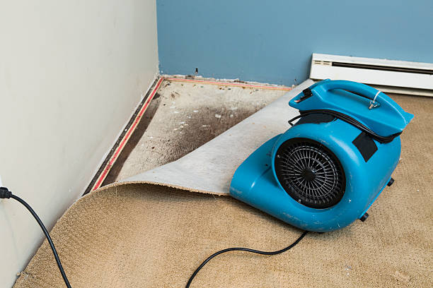 Best Water damage contractors near me  in Manhattan, IL